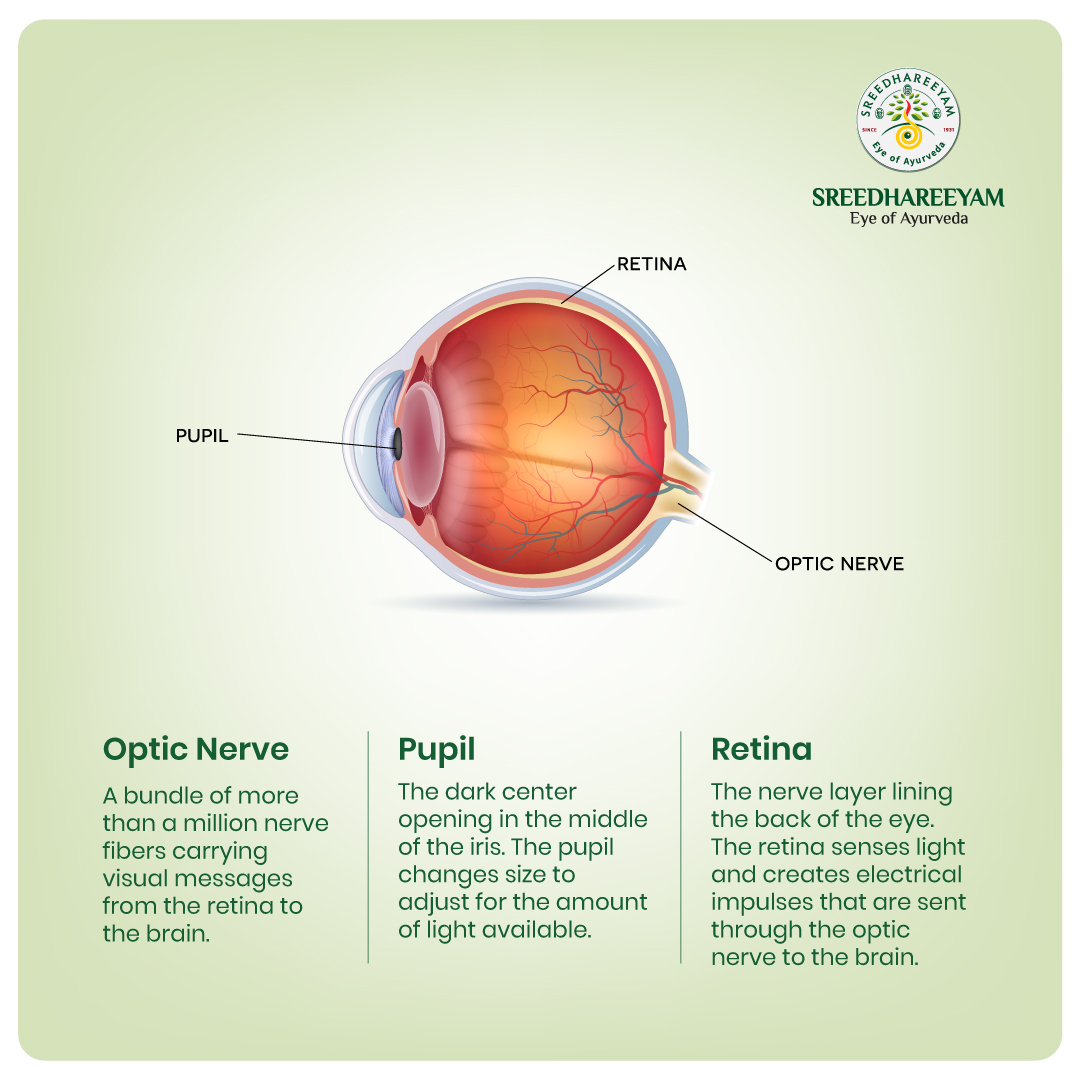 AyurvedicEye's tweet photo. 👁️It is basic that we know everything about our eye, as the vision is what guides us all. 

This #HealthyVisionMonth, get to #KnowYourEye👁️‍🗨️ in detail so that you can take care of it even better.

#Sreedhareeyam #EyeOfAyurveda #Ayurveda #VisionTips   #EyeHealth #EyeCare https://t.co/3ZgXg9u1X6