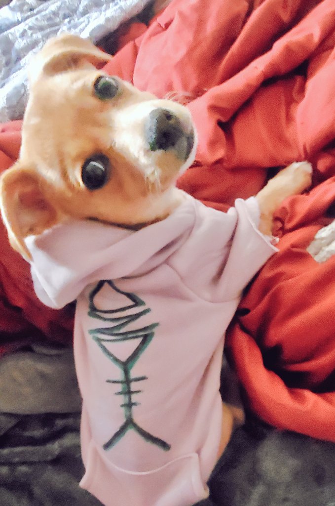 Salty_Beach_'s tweet photo. Punk rock puppy! I love my #doge. #daysndaze https://t.co/dWkKYj9vp6