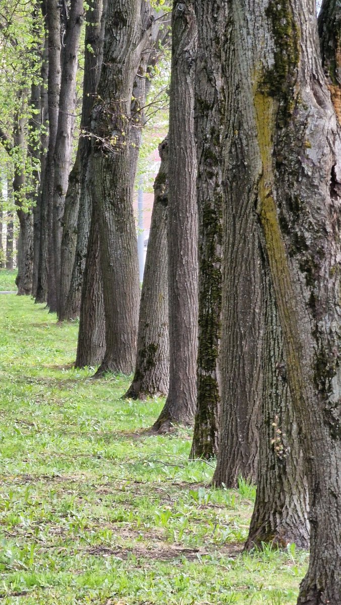 EastKzUK's tweet photo. Deep Forest #deepforest #ThePhotoHour #fauna #springfauna #springforest #forest #spring2022 https://t.co/2we2bs0bVI
