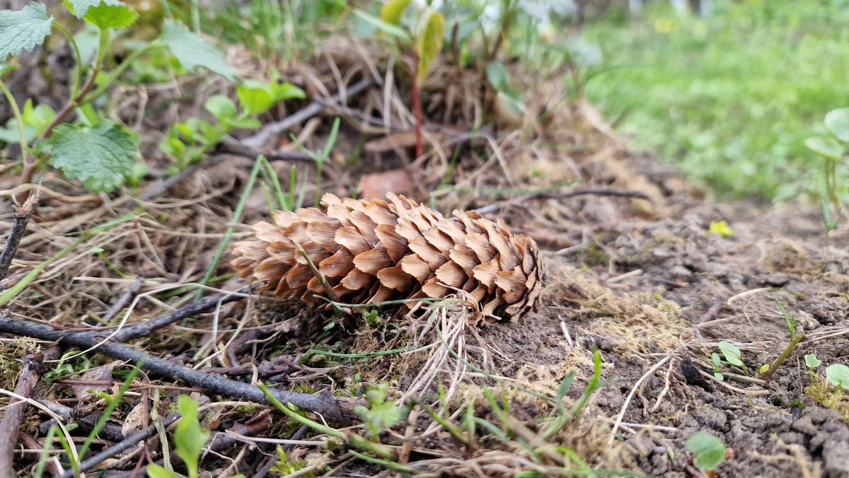 EastKzUK's tweet photo. Deep Forest #deepforest #ThePhotoHour #fauna #springfauna #springforest #forest #spring2022 https://t.co/2we2bs0bVI