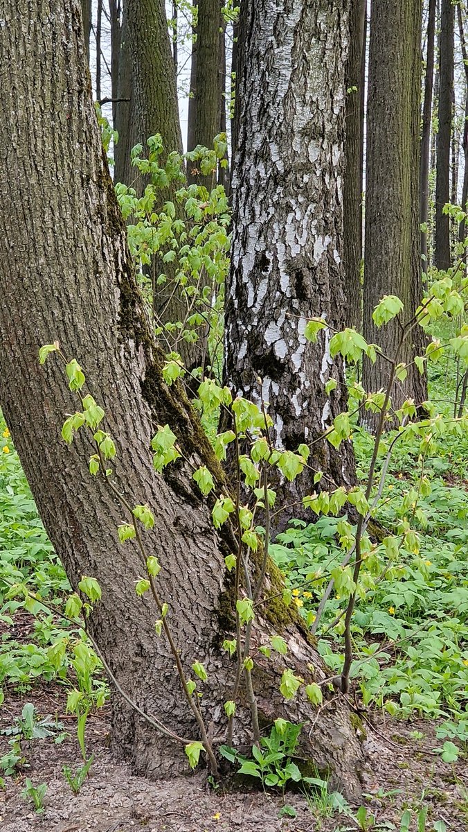 EastKzUK's tweet photo. Deep Forest #deepforest #ThePhotoHour #fauna #springfauna #springforest #forest #spring2022 https://t.co/2we2bs0bVI