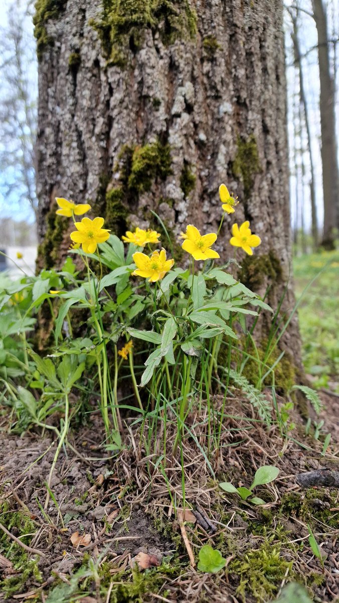 EastKzUK's tweet photo. Deep Forest #deepforest #ThePhotoHour #fauna #springfauna #springforest #forest #spring2022 https://t.co/2we2bs0bVI
