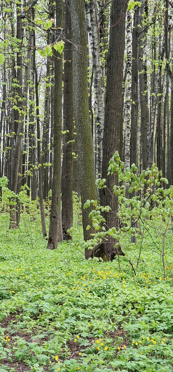 EastKzUK's tweet photo. Deep Forest #deepforest #ThePhotoHour #fauna #springfauna #springforest #forest #spring2022 #trees https://t.co/BdUgQvaJsL