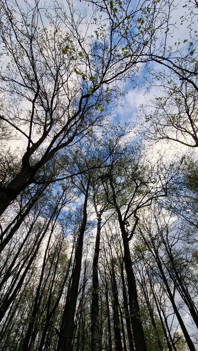 EastKzUK's tweet photo. Deep Forest #deepforest #ThePhotoHour #fauna #springfauna #springforest #forest #spring2022 #trees https://t.co/BdUgQvaJsL