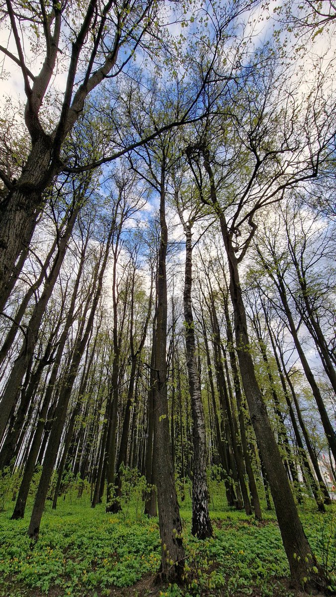 EastKzUK's tweet photo. Deep Forest #deepforest #ThePhotoHour #fauna #springfauna #springforest #forest #spring2022 #trees https://t.co/BdUgQvaJsL