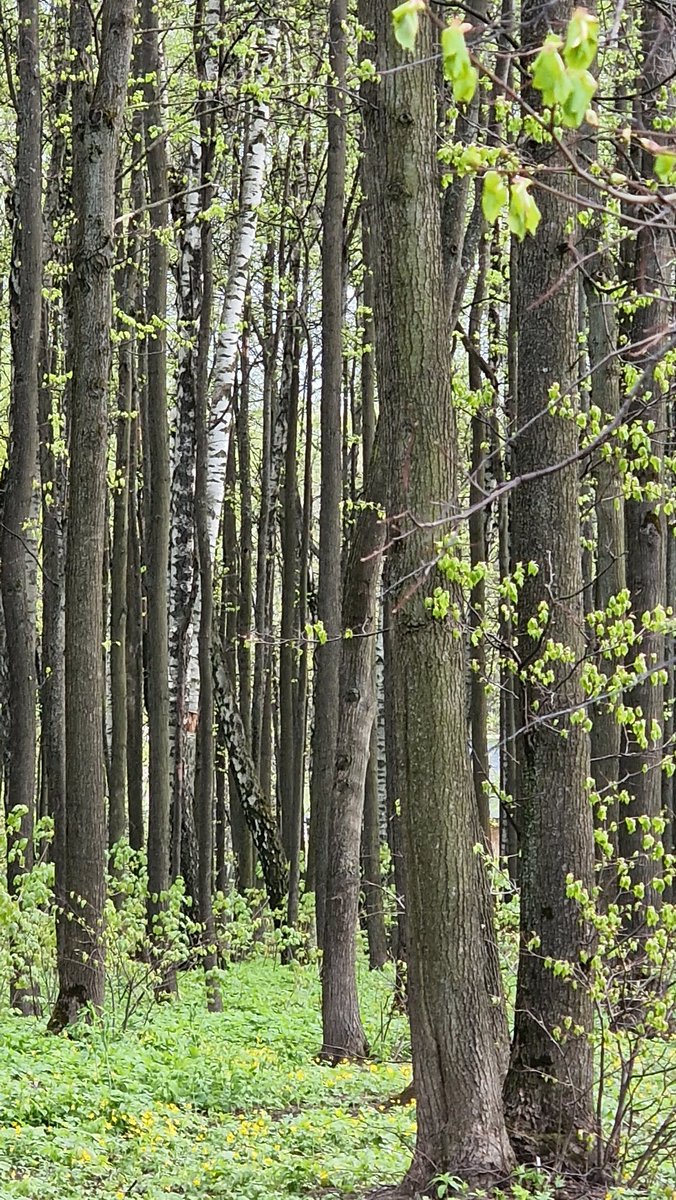 EastKzUK's tweet photo. Deep Forest #deepforest #ThePhotoHour #fauna #springfauna #springforest #forest #spring2022 #trees https://t.co/BdUgQvaJsL