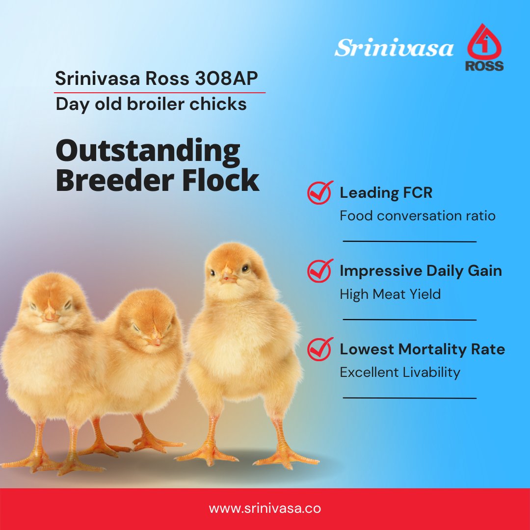srinivasa_farms's tweet photo. Our day-old broiler chicks of highly productive #BroilerBreed, yield quality, and nutritious meat & have a great demand from farmers.
Contact:
Ms. Gouri Padi 99087 34872
Mr. Venkatesh 70327 00247
#SrinivasaFarms #BroilerChicks #RossAP95 #Poultry #FeedEfficient #FastGrowingBird https://t.co/Nt0b6TkLU0