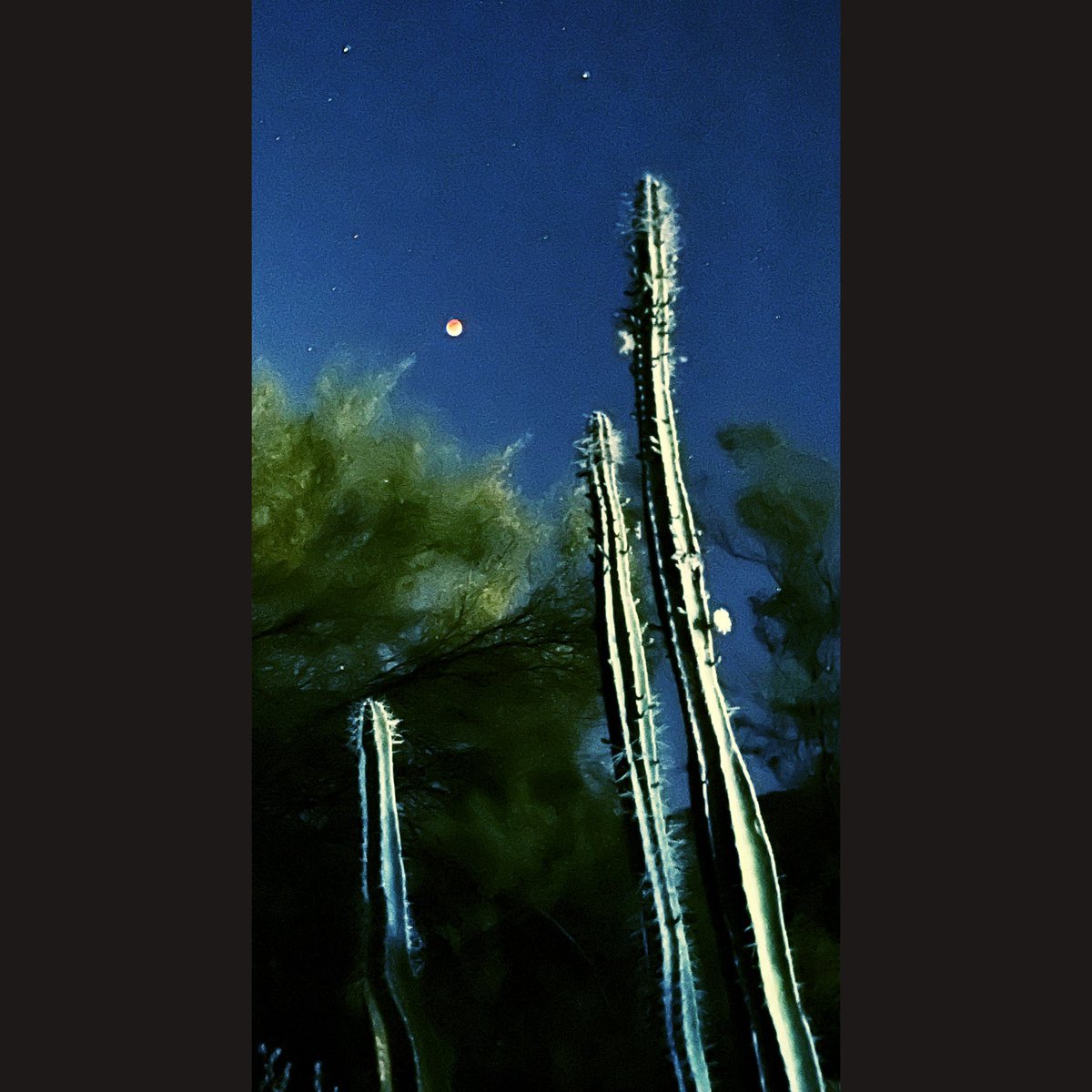 Grania64156311's tweet photo. #BloodMoon #LunarEclipse #SonoranMoon #CactusAndMoon #RedButteTucson #TucsonNights #AirBnB #AirBnBSuperHost https://t.co/jY8PmEPJBk