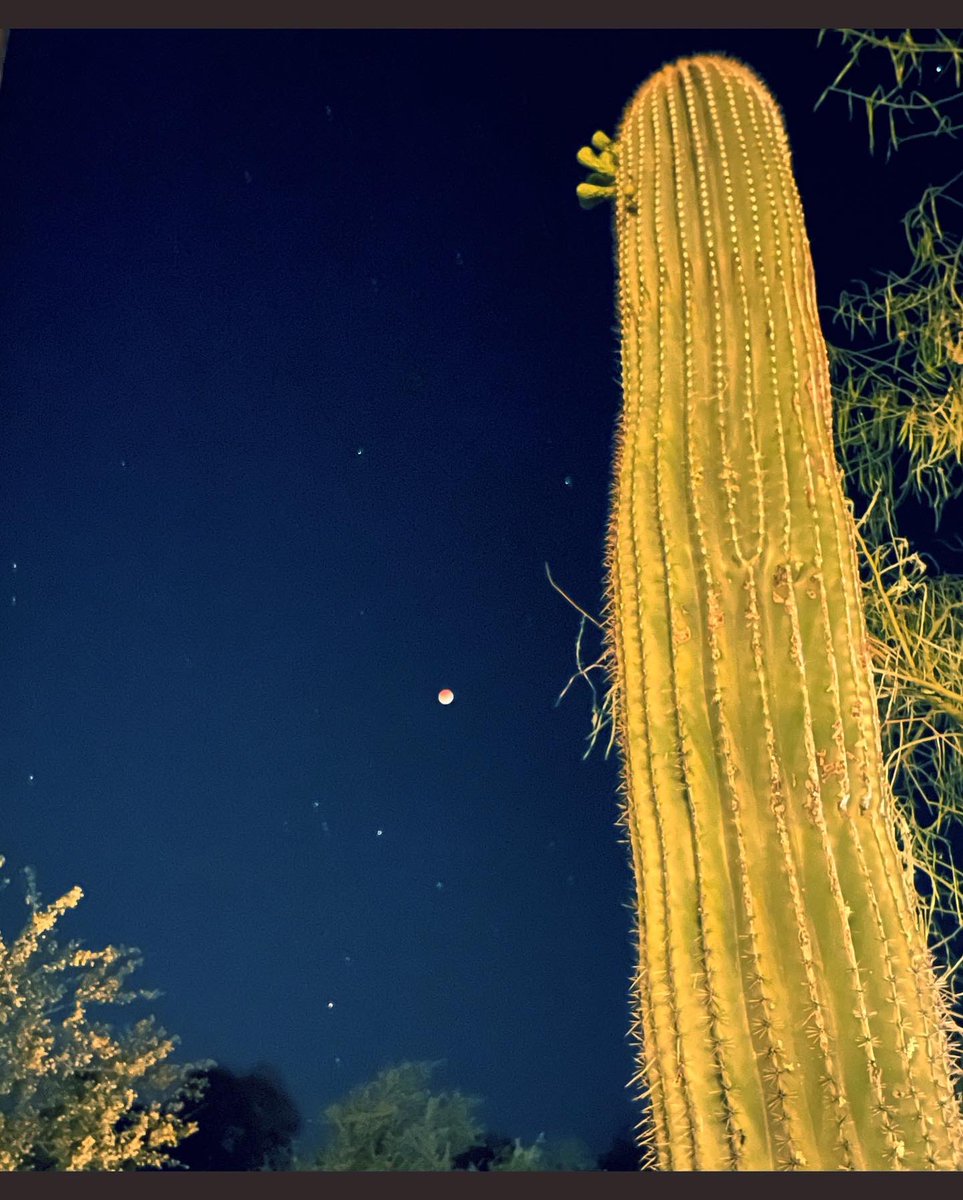 Grania64156311's tweet photo. #BloodMoon #LunarEclipse #SonoranMoon #CactusAndMoon #RedButteTucson #TucsonNights #AirBnB #AirBnBSuperHost https://t.co/jY8PmEPJBk