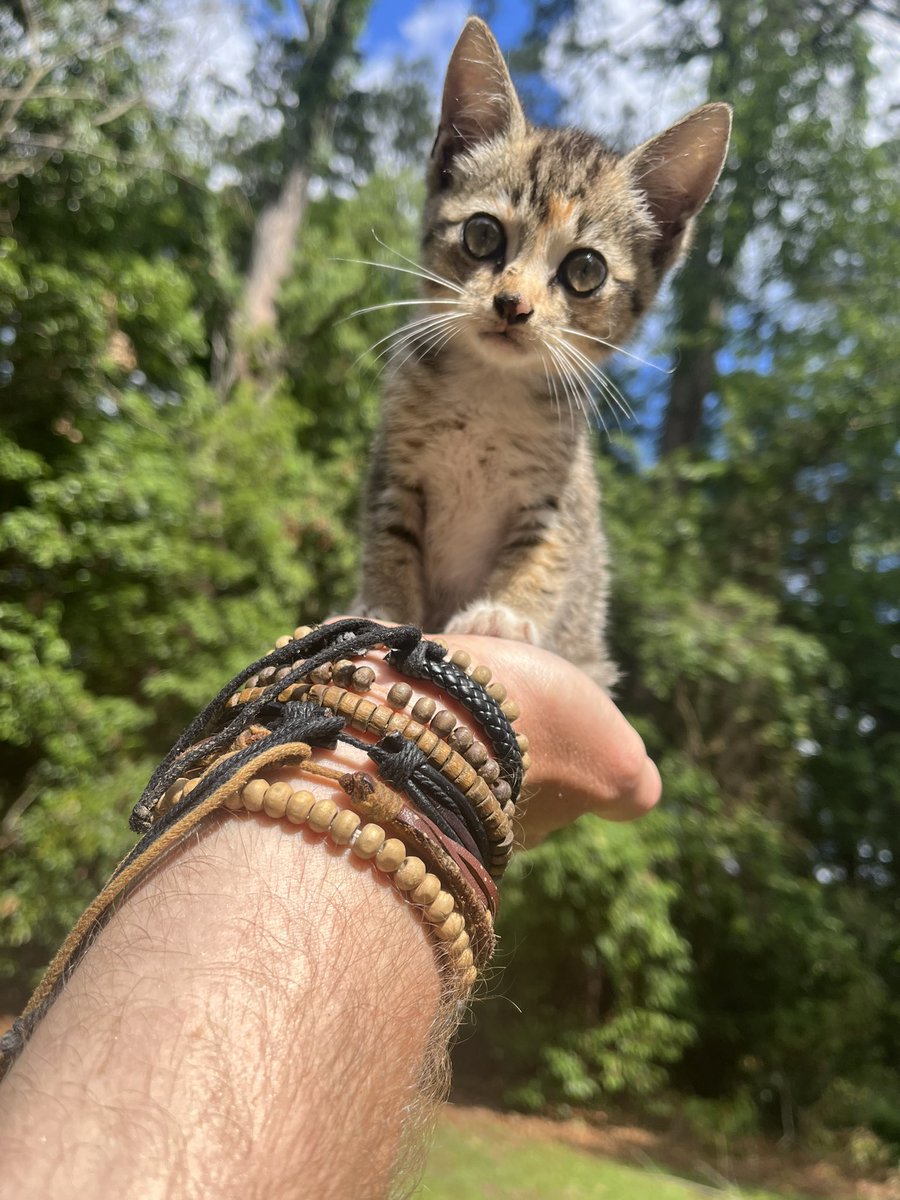 mattneedsacat's tweet photo. Circe https://t.co/gspsg6Rrmp