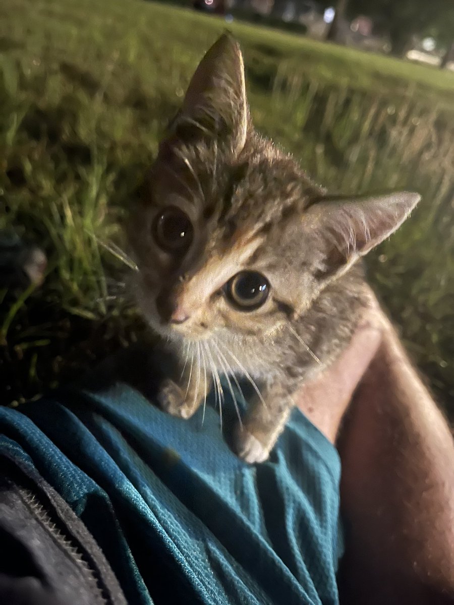mattneedsacat's tweet photo. Circe https://t.co/gspsg6Rrmp