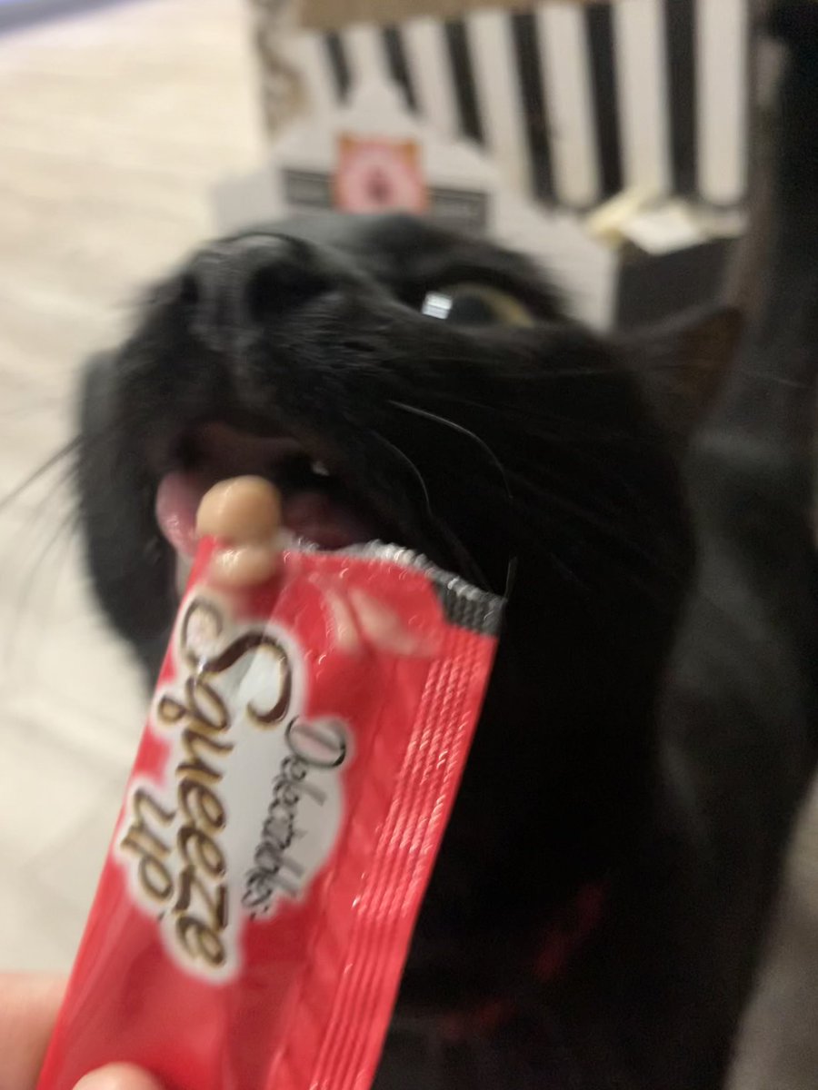 stinkthecat's tweet photo. god a spechel treed fore my birthdaye :3 ime too nowe https://t.co/w3OgZAFVzW