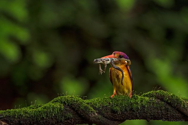 Sigma_India's tweet photo. Special mention to one of the shortlisted entries of SIGMA #SeizeYourLens contest.
Photo courtesy: Nitin Ghorpade (Instagram: nitin.ghorpade.75)
Lens used: SIGMA 150-600mm F5-6.3 DG OS HSM Contemporary Lens
#SIGMAcontest #SeizeYourLens #SIGMAPicks #sigmaphotoindia https://t.co/2dn1VZNMls
