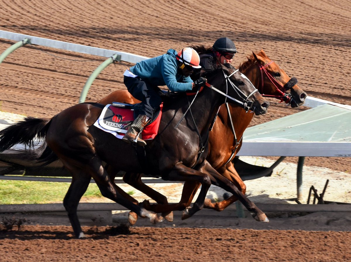 CcPerkinson's tweet photo. Never under estimate a #Perkinson still getting it done in the saddle today in prep for @CanterburyPark @racehorsereport @JMouse83 @CNGRacingStable #Ontherail #Perkinsonracingstables https://t.co/E9cbLlGQlJ