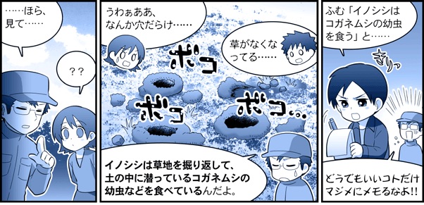 @jgdjgdjgd そのコガネムシ(の幼虫)を掘り返して食うのがイノシシなので寄ってきたら大変ですね(笑) 