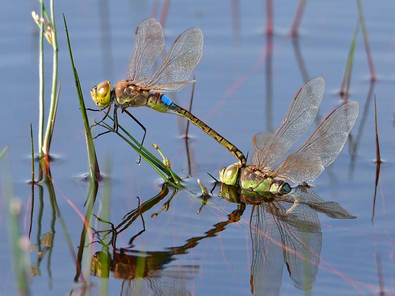 We zoeken een nieuwe collega voor analyse en rapportage van biodiversiteitsgegevens! Heb je een hart voor natuur, wetenschappelijk onderzoek en data-analyse? Twijfel niet en solliciteer! 💪 <a href="/MijnNatuurpunt/">Natuurpunt</a> <a href="/natuurstudie/">Natuurpunt Studie</a>  natuurpunt.be/vacature/onder…