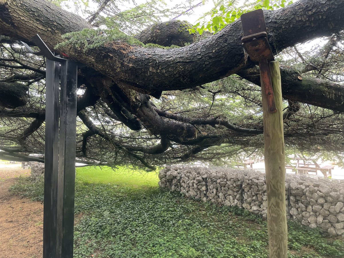 chalkybennett81's tweet photo. Dropped by to see an old friend today @lborouniversity This veteran cedar tree has recently had work carried out to protect and preserve for many years to come. Great project to be asked to provide advice on. @FPCRltd @ArbAssociation @AncientTreesATF #trees #veteran #conservation https://t.co/A1JSbt7u6R