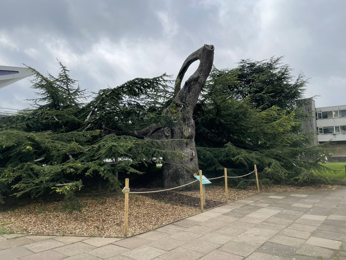 chalkybennett81's tweet photo. Dropped by to see an old friend today @lborouniversity This veteran cedar tree has recently had work carried out to protect and preserve for many years to come. Great project to be asked to provide advice on. @FPCRltd @ArbAssociation @AncientTreesATF #trees #veteran #conservation https://t.co/A1JSbt7u6R