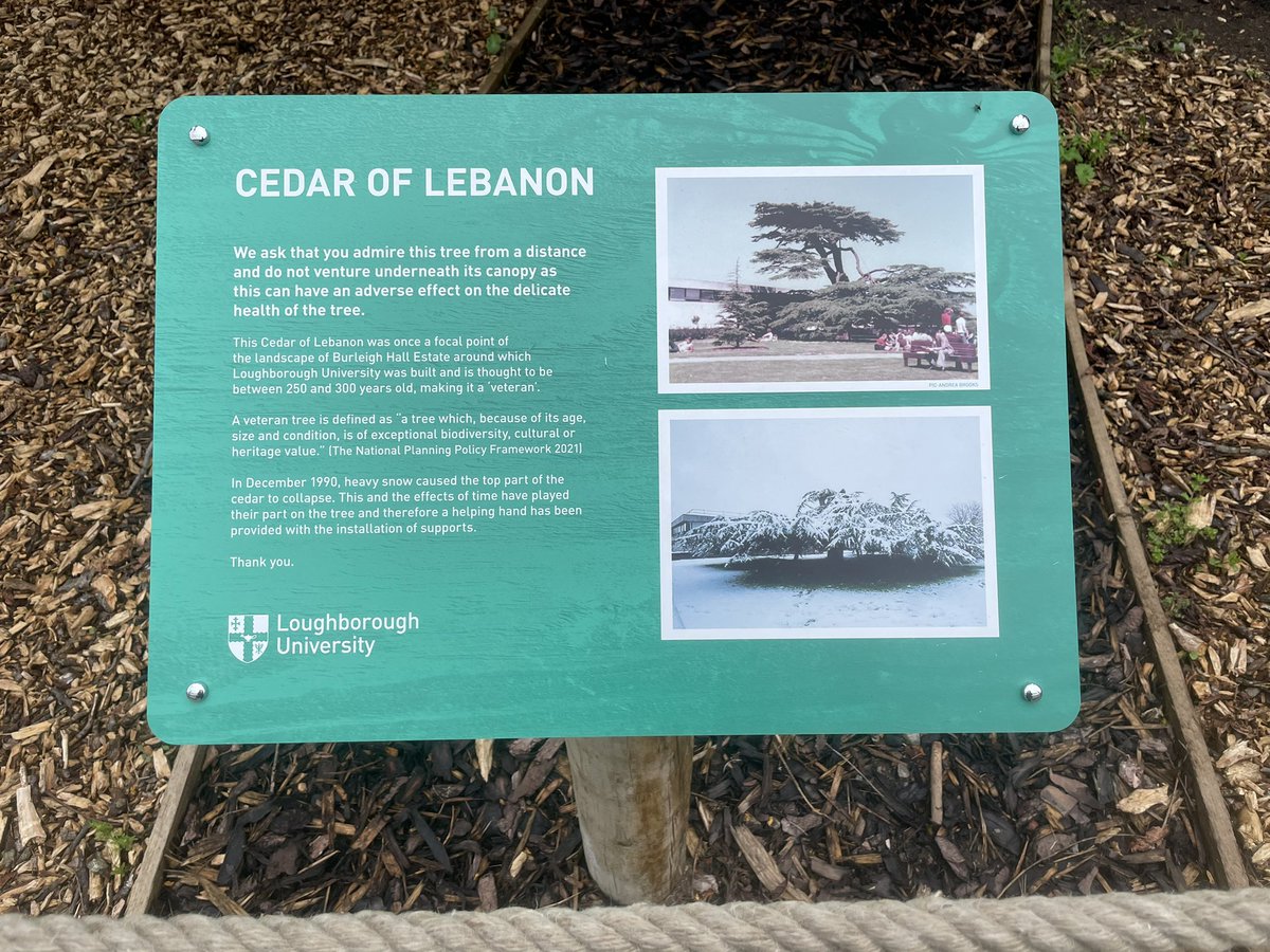 chalkybennett81's tweet photo. Dropped by to see an old friend today @lborouniversity This veteran cedar tree has recently had work carried out to protect and preserve for many years to come. Great project to be asked to provide advice on. @FPCRltd @ArbAssociation @AncientTreesATF #trees #veteran #conservation https://t.co/A1JSbt7u6R