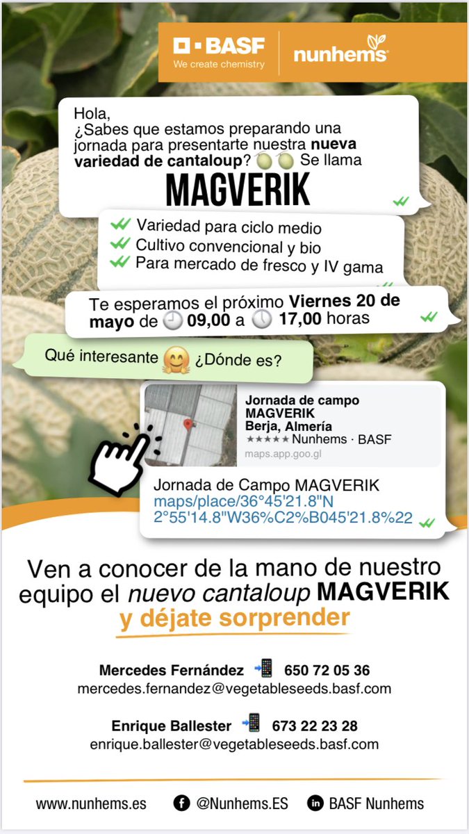 diego_maestre's tweet photo. #Magverik es el nuevo Carne magenta de @Nunhems @BASF_AgroES lo puedes ver en Almería el Viernes😋 https://t.co/nDpPPW1tlV