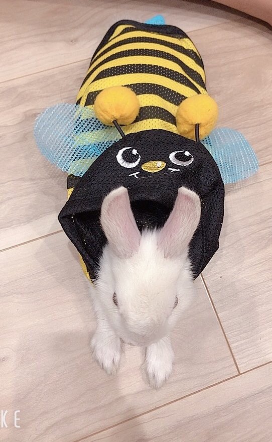 meromerochan_02's tweet photo. Ms. Latte🐰🤣💖
She waited for being taken pictures
“This is fine, right?☹️🐝”

#rabbits #cute #honeybee  #Fluffy #bunny #Rabbitowner #animal #pets https://t.co/gh9W1GrpJ1