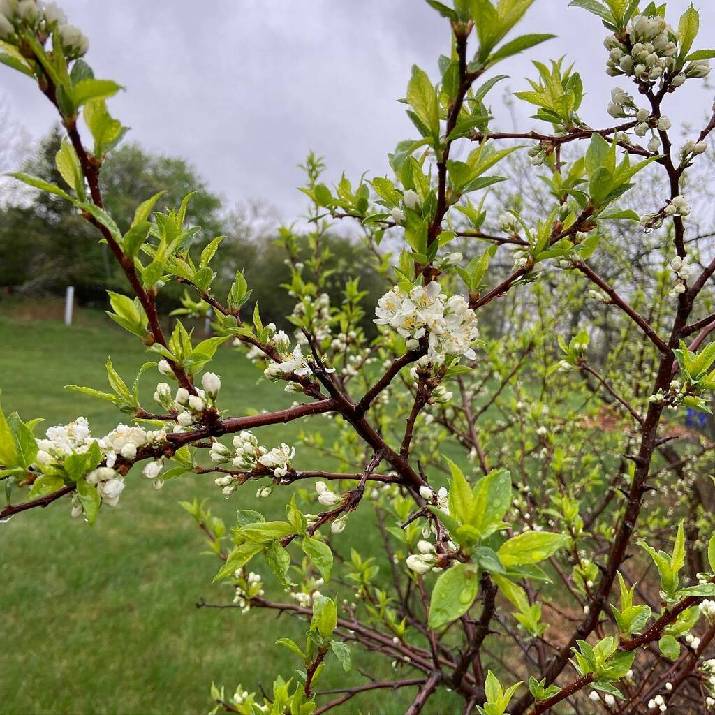 SandowFarm's tweet photo. Spring has landed 🌸
#tinyhomes #cabin #newbrunswick #homesteading #nature #offgridlifestyle #winter #getaway #friends #tinyhouse #cabinlife #cabin #cabinintheorchard #offgridcabin #diycabin #diybuild #cabinbuilders #tinyhomebuild #tinyhousebuild #we… https://t.co/iK76rrHgPJ https://t.co/YAcPutbyZW