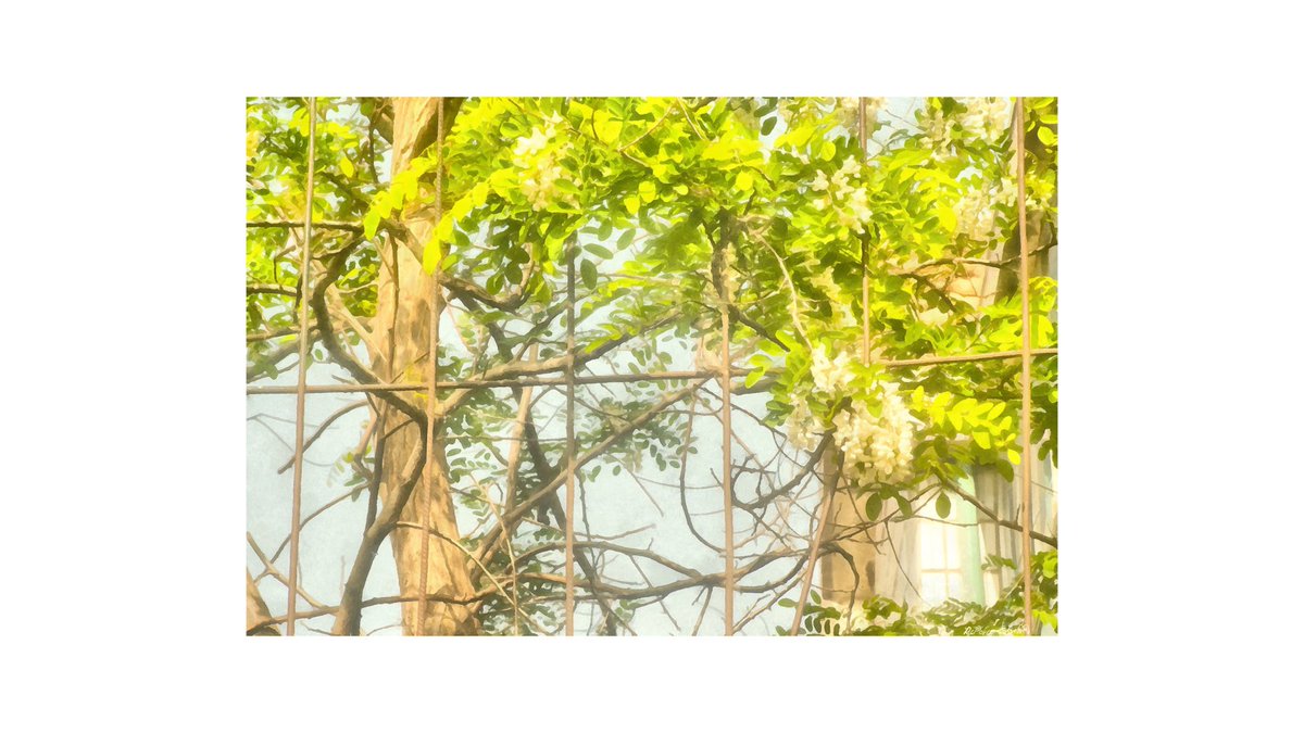 RcpCHAOSPEARL's tweet photo. 忆昔在东掖，宫槐花下听。#china #procreate #painter #POEMS #Flowers #写真 #film https://t.co/18tzt39fpf