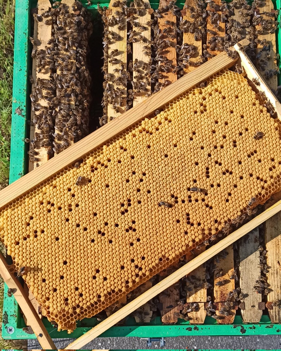 GreekBeeKeeper's tweet image. This #frame mirrors a healthy #beehive with solid #brood and future #bees ready to collect our #delicious #honey 🍯🍯
Every #beekeeper is comfortable and happy having #hives and #queenbee like this one 🐝🐝 👑
#beekeeping #beekeepinggreece