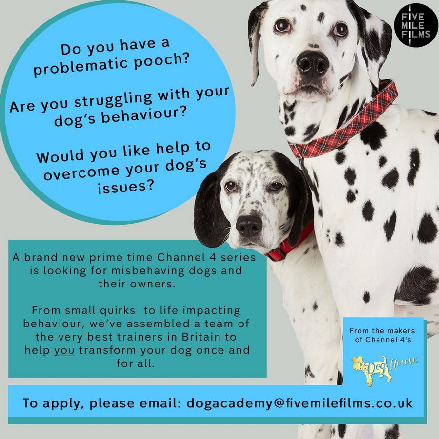 DO YOU WANT TO BE ON TV

From the makers of Channel 4’s The Dog House, a brand new prime time Channel 4 series is looking for misbehaving dogs and their owners.
To apply for The Dog Academy, please email us at: dogacademy@fivemilefilms.co.uk