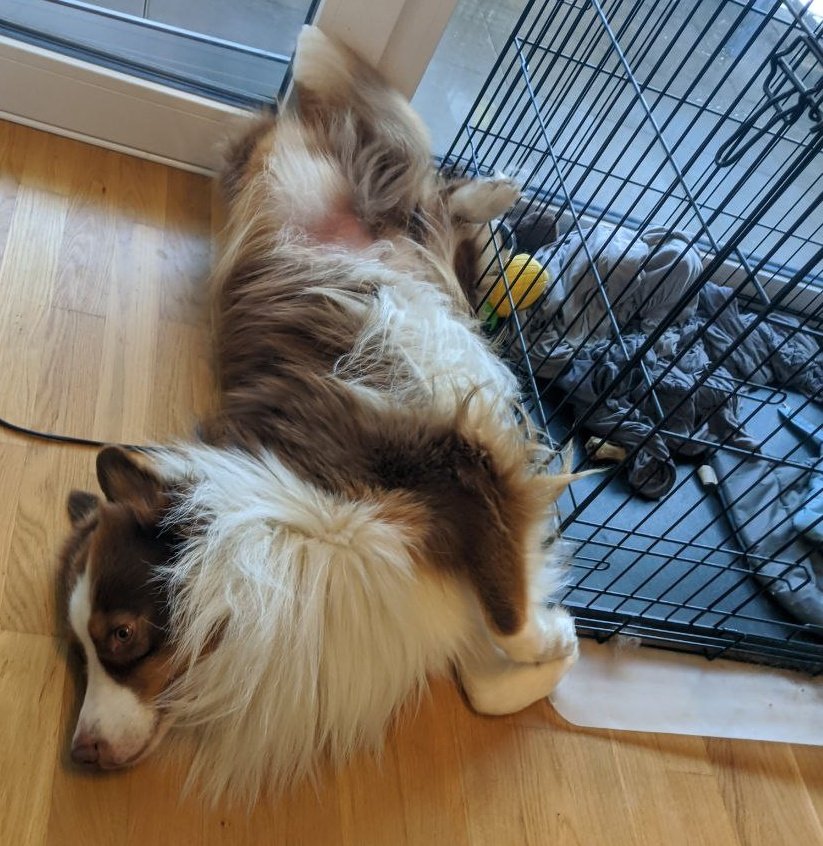 Mami meckert heute dauernd, dass ich ein Pupsebär wäre. Ich weiß aber gar nicht was sie hat.  Das ist doch nur leckere Ich-habe-gestern-den-Müll-inspiziert-Luft.