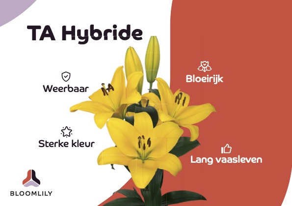 bloemisterij's tweet photo. Lelieveredelaar @makbreeding , kwekersvereniging Bloems en zes exporteurs slaan de handen ineen. Onder de handelsnaam #Bloomlily® zetten ze in op weerbare soorten die consumenten lang plezier bieden. #lelie #ondernemen #samenwerking #tuinbouw #handelsketen
https://t.co/2OmQQm0usr https://t.co/L7CeOx5l23