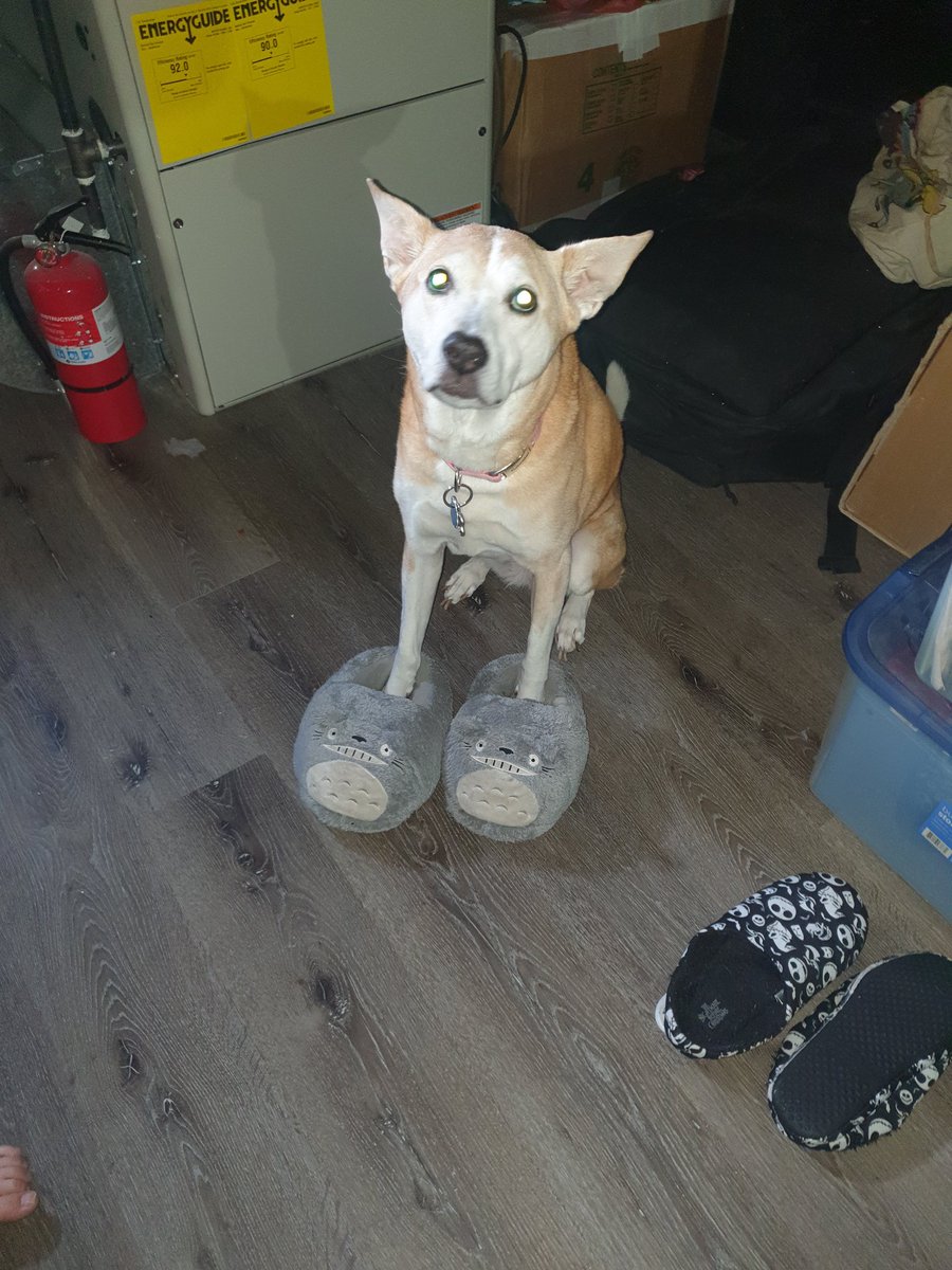NTilt3d's tweet photo. @dippedinpoison Here's my bad girl in her moms house slippers.. @dippedinpoison https://t.co/xGG8PMuJGV