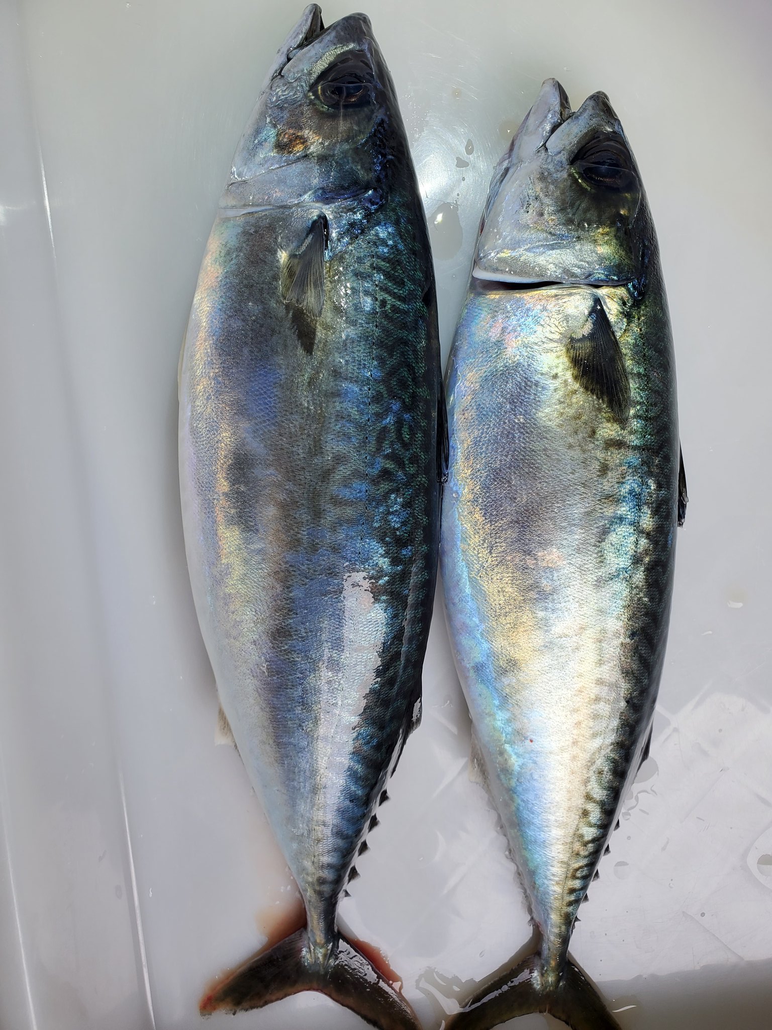 Marushigesuisan 養殖サバ 0 7 1 0kg 養殖シマアジ 700g 養殖アジ 300g T Co 8pu7cc6e6v Twitter