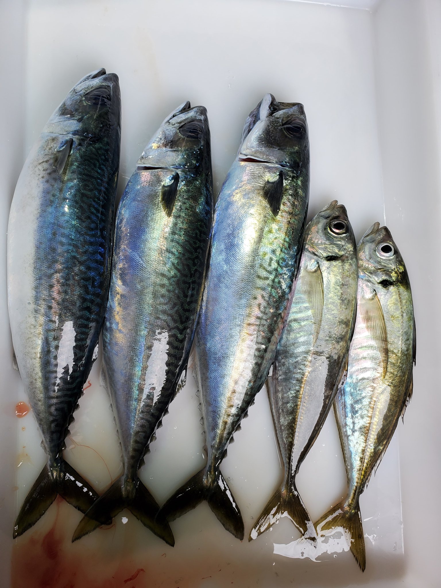 Marushigesuisan 養殖サバ 0 7 1 0kg 養殖シマアジ 700g 養殖アジ 300g T Co 8pu7cc6e6v Twitter