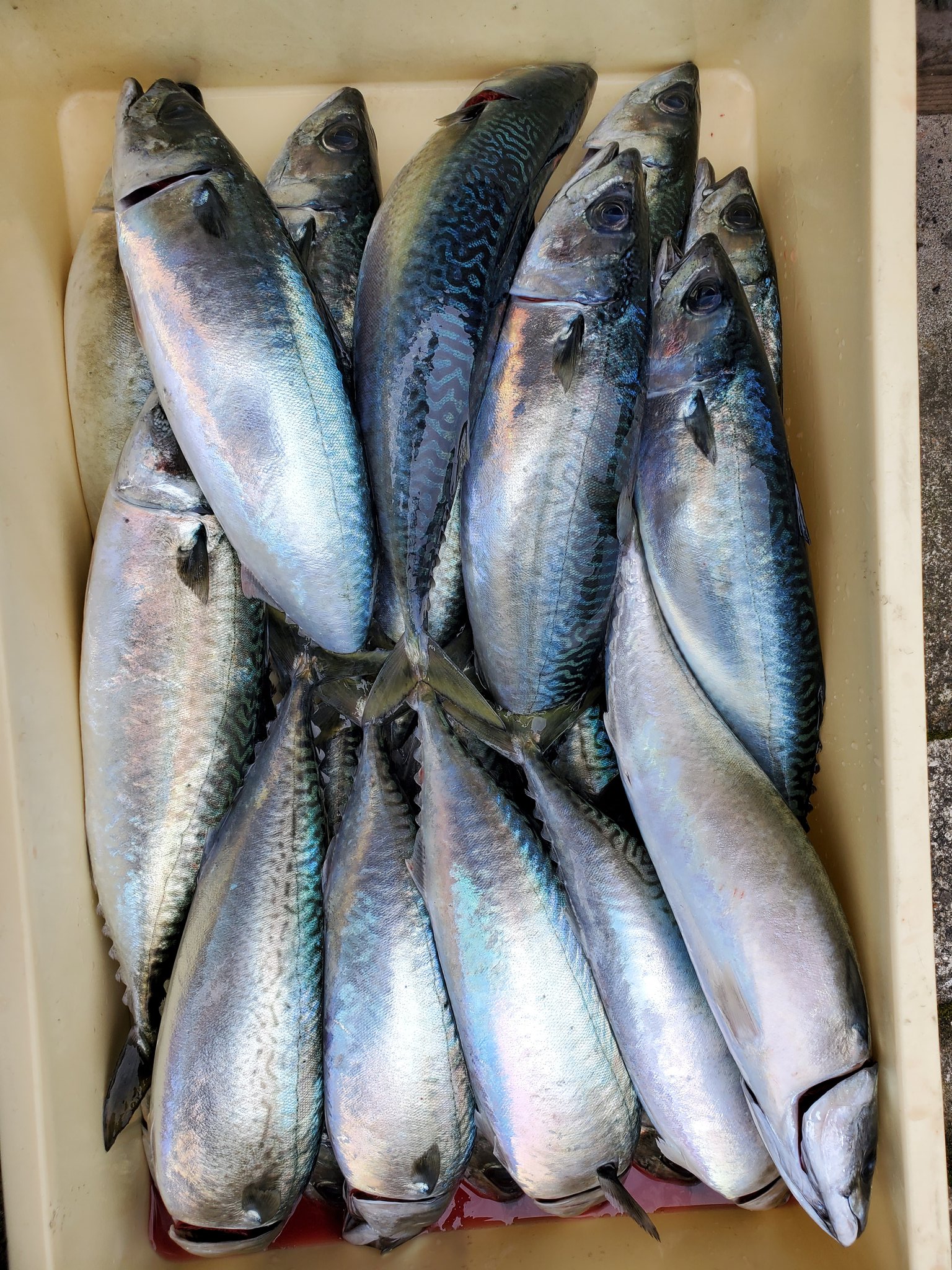 Marushigesuisan 養殖サバ 0 7 1 0kg 養殖シマアジ 700g 養殖アジ 300g T Co 8pu7cc6e6v Twitter