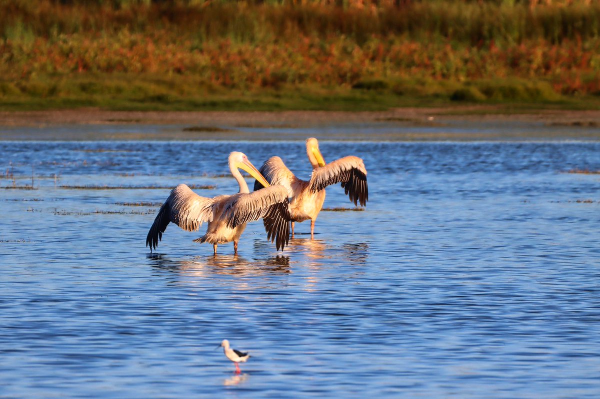 Cfengwong1960's tweet photo. Great White pelican #birdwatcher #nature #friends #PictureOfTheDay #animal #earth beatiful
#arizona #woodpecker #wildlife#birds #birding #PostABird
#LockdownBirding #photography #BirdTwitter
#naturephotography #birdphotography #WeLoveSouthAfrica #SouthAfrica https://t.co/ymBDgD5mQI
