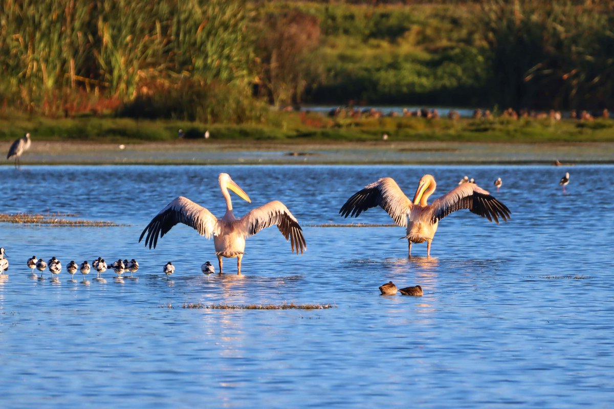Cfengwong1960's tweet photo. Great White pelican #birdwatcher #nature #friends #PictureOfTheDay #animal #earth beatiful
#arizona #woodpecker #wildlife#birds #birding #PostABird
#LockdownBirding #photography #BirdTwitter
#naturephotography #birdphotography #WeLoveSouthAfrica #SouthAfrica https://t.co/ymBDgD5mQI