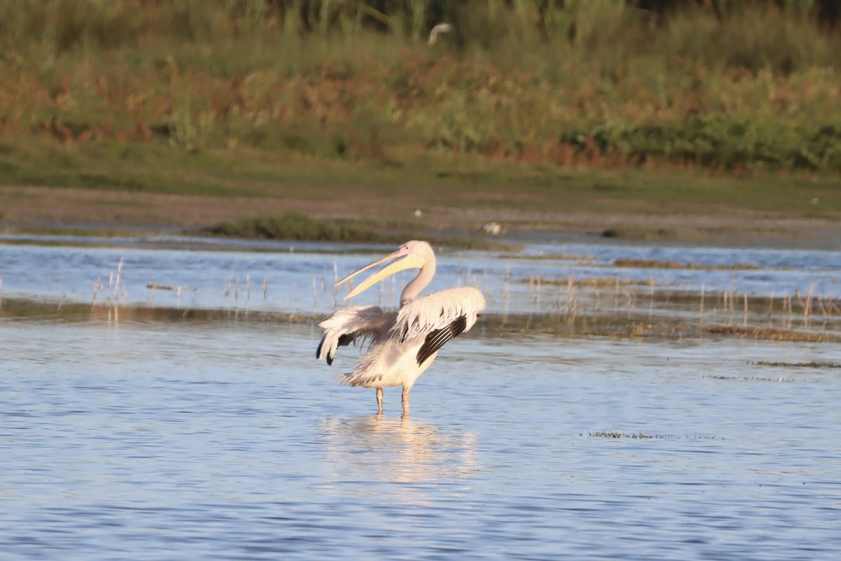 Cfengwong1960's tweet photo. Great White pelican #birdwatcher #nature #friends #PictureOfTheDay #animal #earth beatiful
#arizona #woodpecker #wildlife#birds #birding #PostABird
#LockdownBirding #photography #BirdTwitter
#naturephotography #birdphotography #WeLoveSouthAfrica #SouthAfrica https://t.co/ymBDgD5mQI