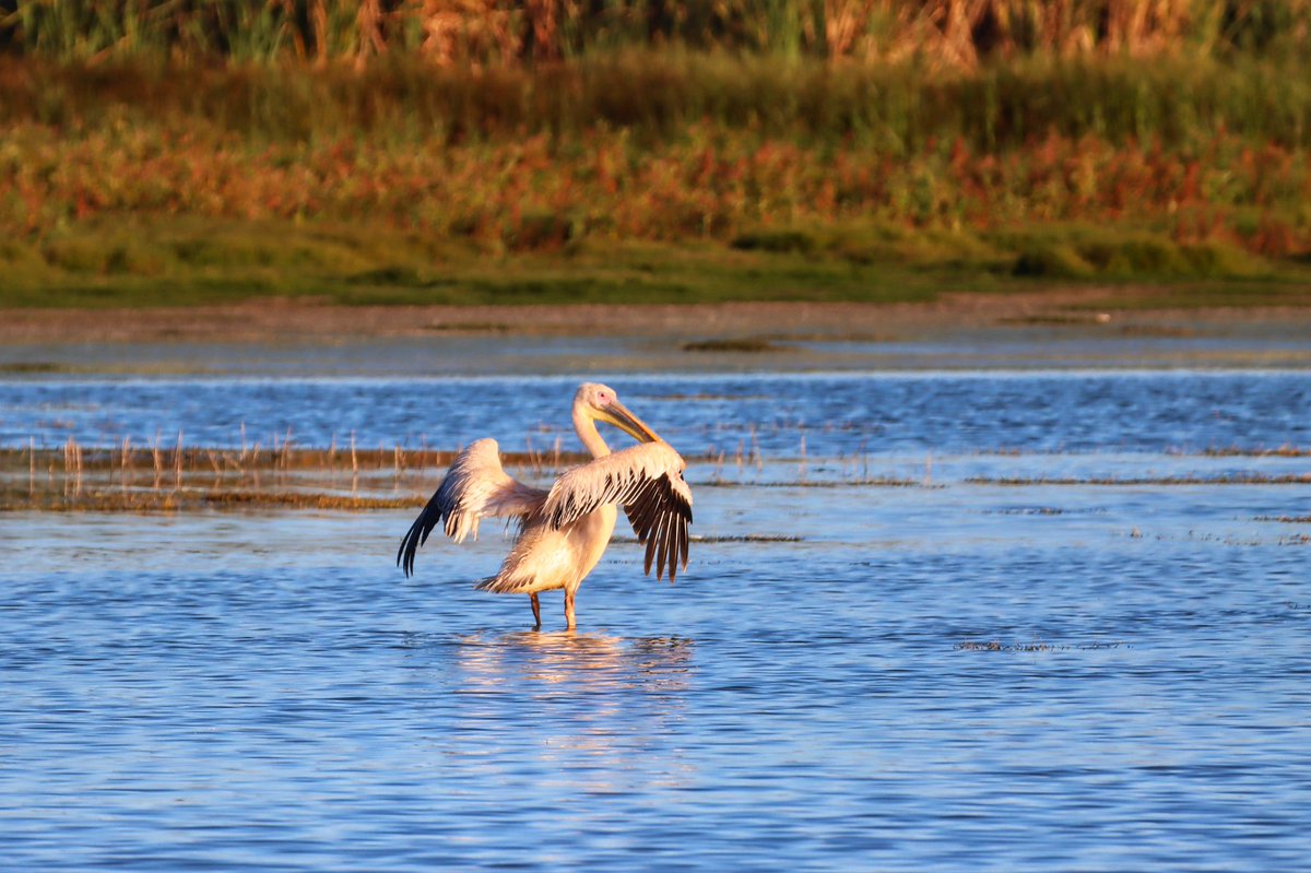 Cfengwong1960's tweet photo. Great White pelican #birdwatcher #nature #friends #PictureOfTheDay #animal #earth beatiful
#arizona #woodpecker #wildlife#birds #birding #PostABird
#LockdownBirding #photography #BirdTwitter
#naturephotography #birdphotography #WeLoveSouthAfrica #SouthAfrica https://t.co/ymBDgD5mQI