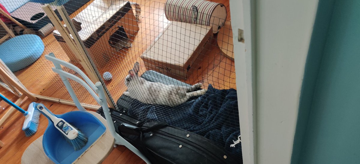 PostBadMerlin's tweet photo. Deux pièces différentes mais j'ai la même habitude que mon Fréro Nelly. Deux frères deux fauves en légende akhy https://t.co/W1VlPxej32
