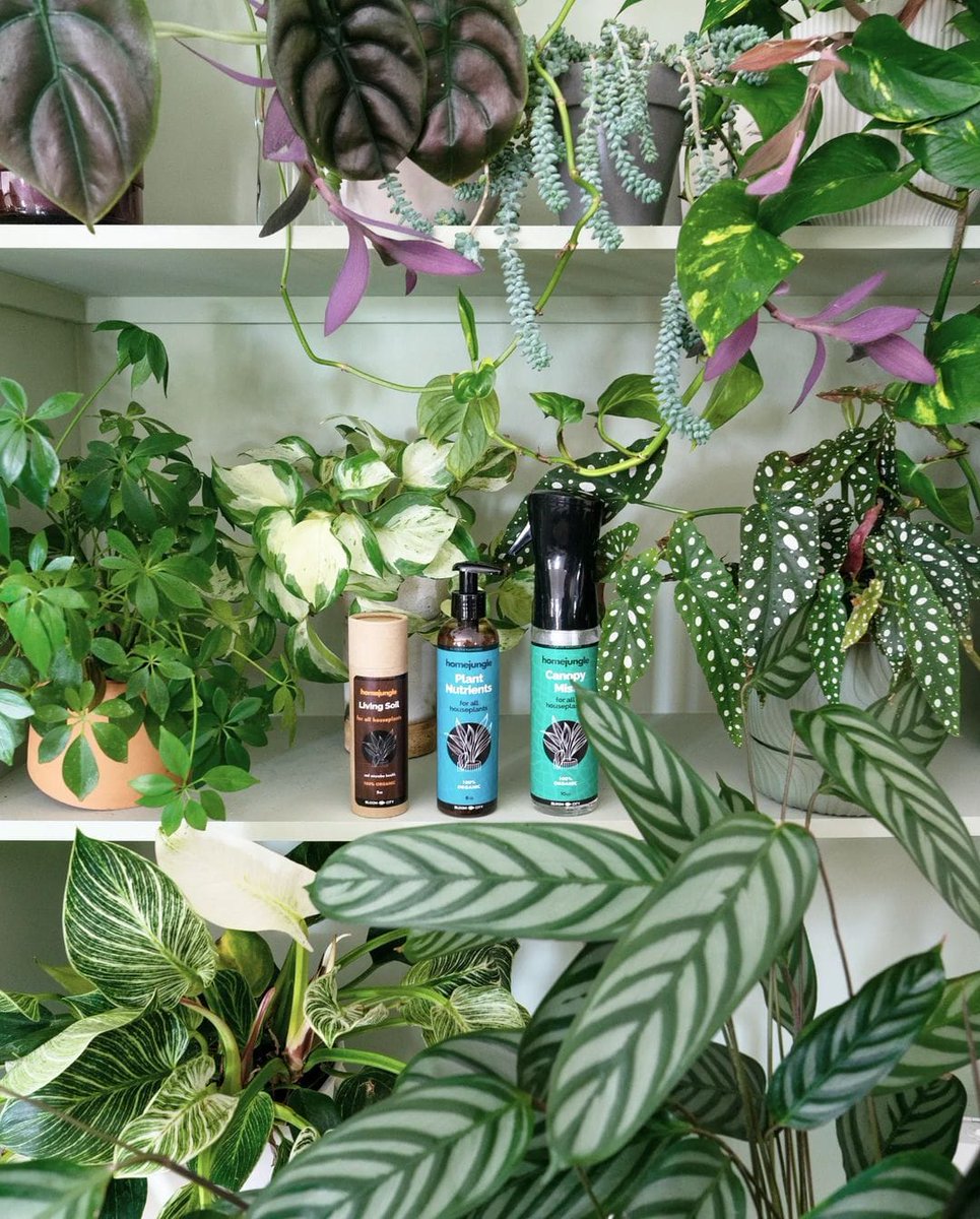 UrbanJungle Bloggers tweet media