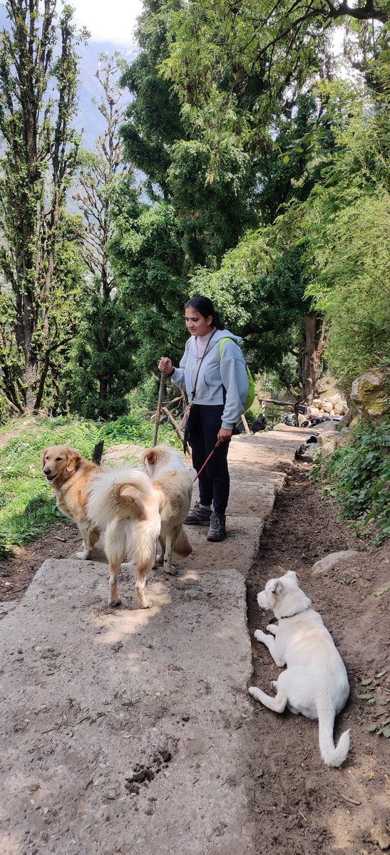 FablesofB's tweet photo. Momma took me somewhere near to heaven i guess but we came back to this hell 🔥

Actually not hell but same first letter use for this place #Hotsummers

#summer #pulga #HimachalPradesh #fairyforest #lifeofadog #fablesofbella https://t.co/tIYuFLeAXT