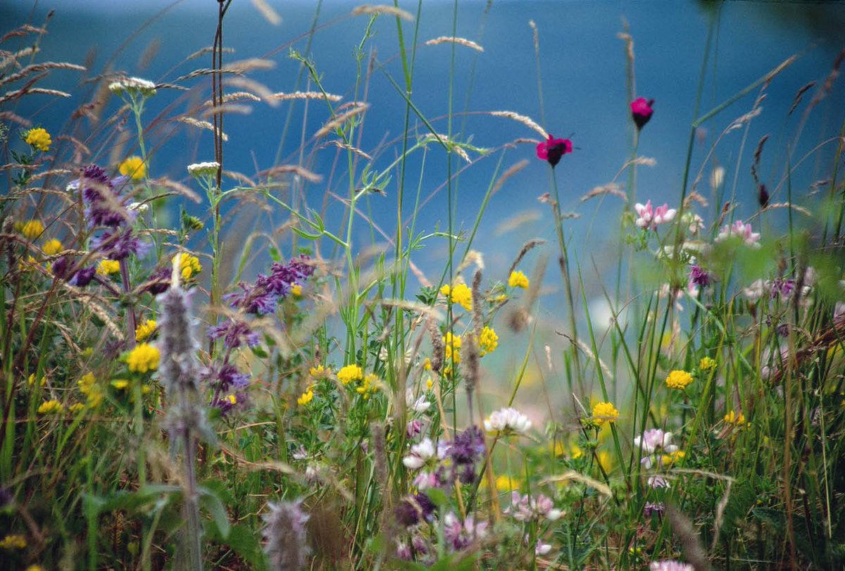 opwall's tweet photo. It's 'No Mow May! 🌺 This means a lot of people are choosing not to cut their lawns!

This is a great way to  support  spring pollinators as it means that the flowers and grasses will be able to grown to their fullest extent and provide a valuable  food source https://t.co/hk9cOM9r1M