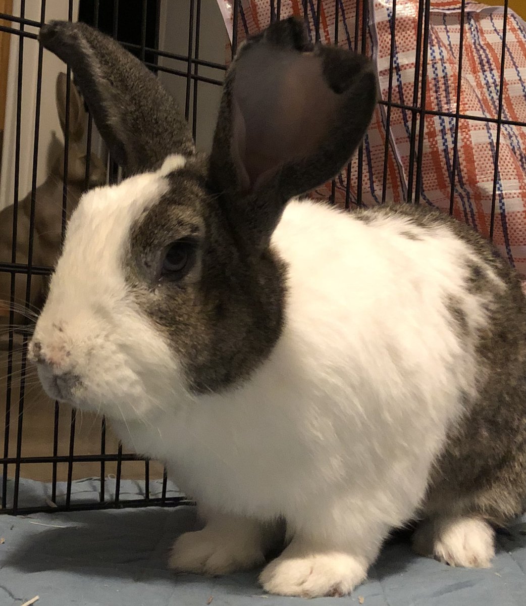 nicolata17's tweet photo. @BootstrapCook Meet Barney, my giant rescue rabbit (truth be told, he rescued me!) A little rough around the edges after a barney with another rabbit but he is gentle, friendly and loves pats. https://t.co/DGOTp7sSAb