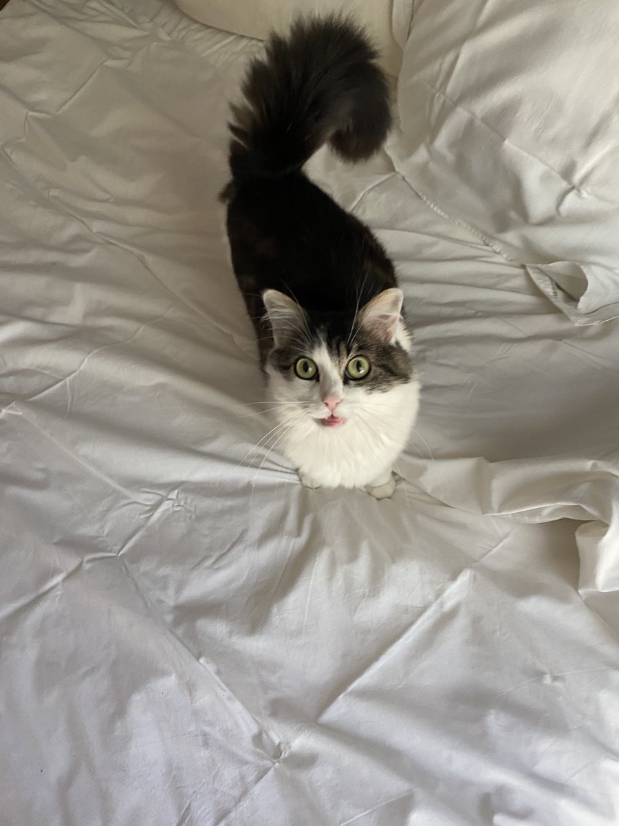 SapinLeChat's tweet photo. 🛌 https://t.co/nHZ1xscCBB