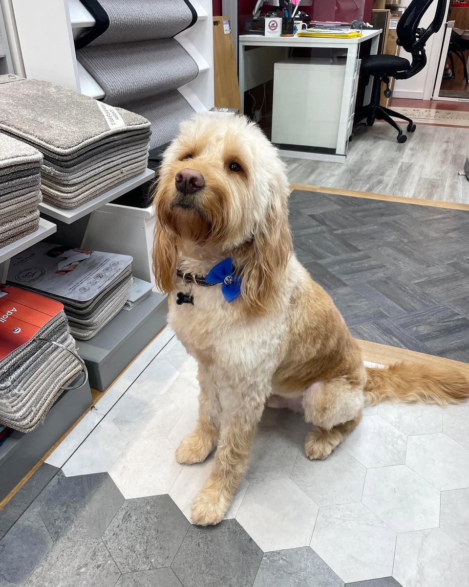 Fernando got a new hair cut for the summer! 🤩🐶
Happy Monday everyone, have a great start to the week.