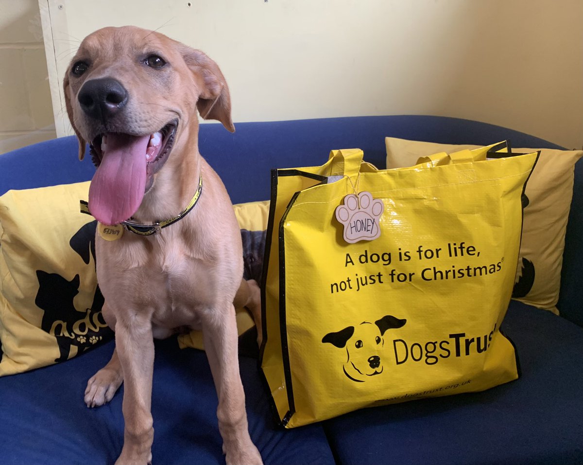 DT_WestCalder's tweet photo. Beautiful girl Honey π waved goodbye to her foster carers this morning π and went off to her forever home π we wish her all the best πΎ
@dogstrust #fostertoforever #happynewhome #adoptdontshop #happyhoney https://t.co/cHn2jxHT23
