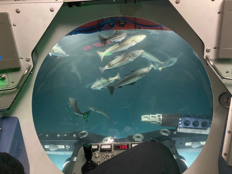 RN_DTXG's tweet image. DTXG recently took part in Ex Northern Sun in Norway, a full mobilisation of the NATO Submarine Rescue System with partner nations Norway and France. The submarine rescue vehicle achieved a max depth of 600m! and live submarine hatch openings. @royalnavy #divenavy #bombfrog 💣🐸