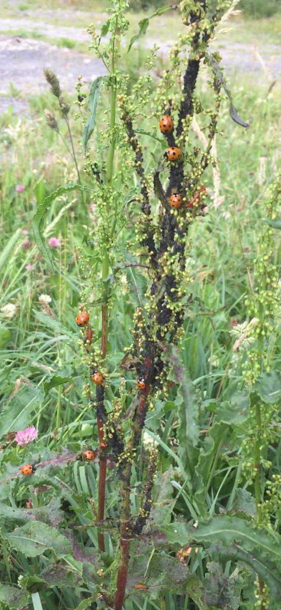 SaorlaKK's tweet photo. "The often unseen war between aphids and ladybirds" EIP participant farmer entry #FarmlandBiodiversity @BioDataCentre https://t.co/2w7sSwbTAy