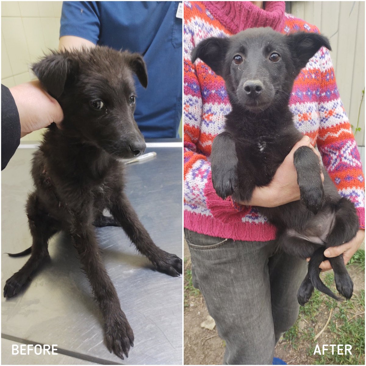 TFASDog's tweet photo. Puppies that survived 5 weeks in the previously occupied village of Motyzhyn, are in our kennel in Kyiv, waiting for a forever home ❤️
Donate here⬇️
https://t.co/JbbuCfb0Tm
#HelpUkraine #HelpAnimals #DogRescue #HelpRescueAnimals #DonateUkraine #UkraineWar #UkraineDogs https://t.co/lxLdS3cenX